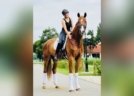 Hannoveraner, Wallach, 6 Jahre, 175 cm, Fuchs