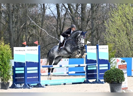 Hannoveraner, Wallach, 6 Jahre, 176 cm, Rappschimmel