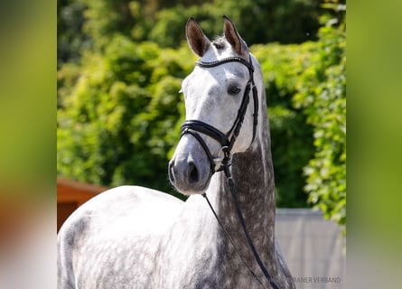Hannoveraner, Wallach, 6 Jahre, 178 cm, Dunkelbrauner