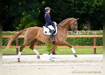 Hannoveraner, Wallach, 6 Jahre, 183 cm, Fuchs