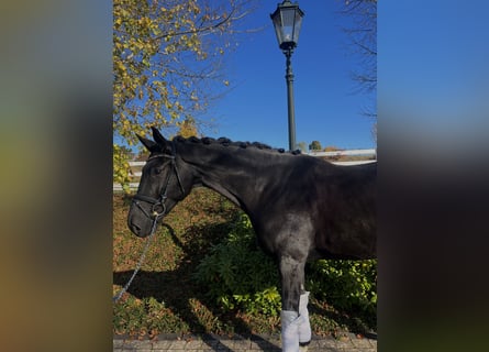 Hannoveraner, Wallach, 7 Jahre, 163 cm, Schwarzbrauner