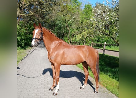 Hannoveraner, Wallach, 7 Jahre, 164 cm, Fuchs