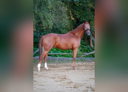 Hannoveraner, Wallach, 7 Jahre, 166 cm, Fuchs