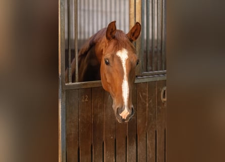 Hannoveraner, Wallach, 7 Jahre, 167 cm, Fuchs