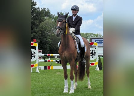 Hannoveraner, Wallach, 7 Jahre, 168 cm, Fuchs