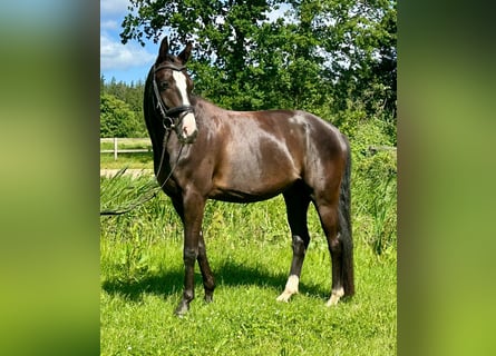 Hannoveraner, Wallach, 7 Jahre, 168 cm, Rappe
