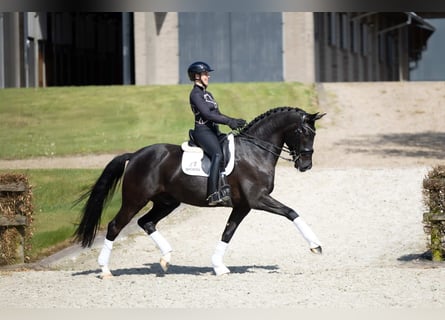 Hannoveraner, Wallach, 7 Jahre, 169 cm, Rappe