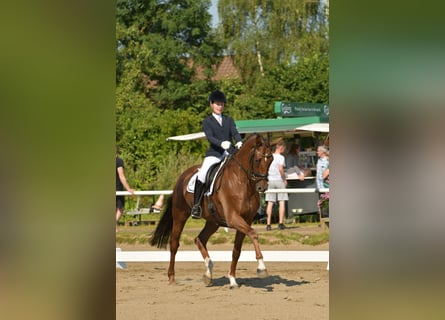 Hannoveraner, Wallach, 7 Jahre, 170 cm, Dunkelfuchs