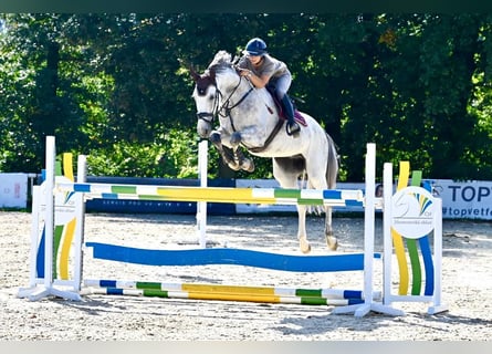Hannoveraner, Wallach, 7 Jahre, 170 cm, Falbe