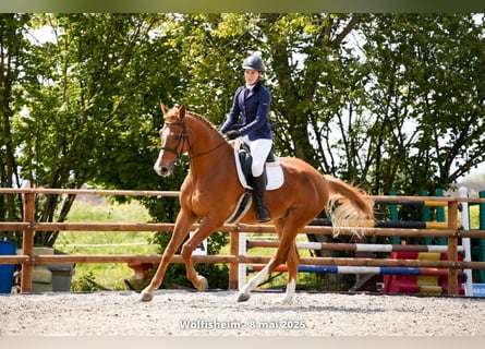 Hannoveraner, Wallach, 7 Jahre, 170 cm, Fuchs