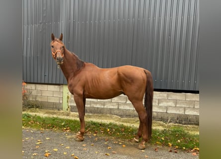 Hannoveraner, Wallach, 7 Jahre, 170 cm, Fuchs