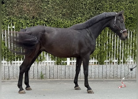 Hannoveraner, Wallach, 7 Jahre, 170 cm, Rappe