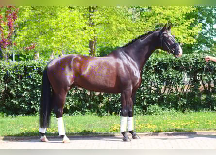 Hannoveraner, Wallach, 7 Jahre, 170 cm, Rappe
