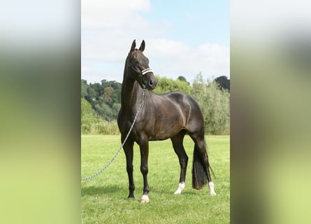 Hannoveraner, Wallach, 7 Jahre, 171 cm, Schwarzbrauner