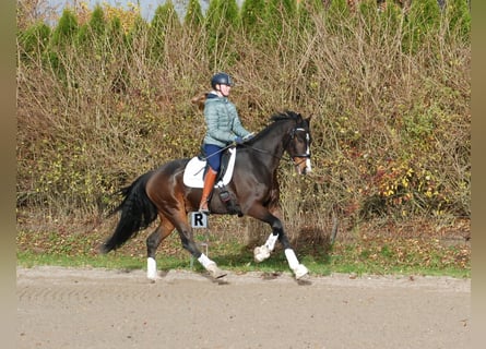 Hannoveraner, Wallach, 7 Jahre, 172 cm, Brauner