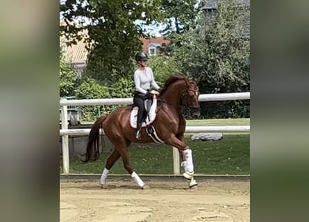 Hannoveraner, Wallach, 7 Jahre, 172 cm, Fuchs