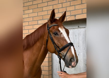 Hannoveraner, Wallach, 7 Jahre, 172 cm, Fuchs
