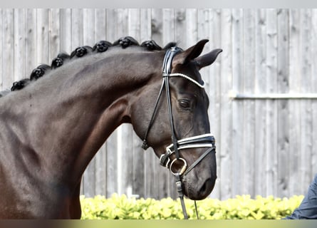 Hannoveraner, Wallach, 7 Jahre, 172 cm, Rappe