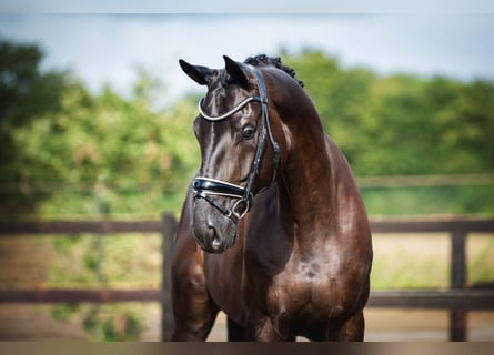 Hannoveraner, Wallach, 7 Jahre, 172 cm, Schwarzbrauner