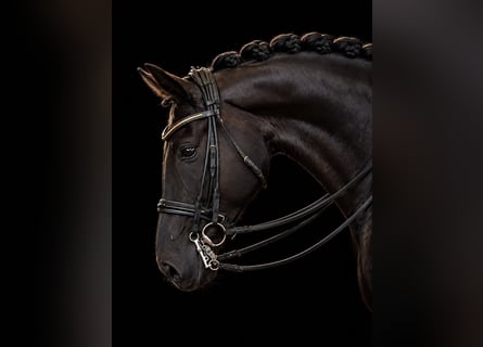 Hannoveraner, Wallach, 7 Jahre, 172 cm, Schwarzbrauner