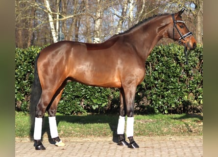 Hannoveraner, Wallach, 7 Jahre, 173 cm, Brauner