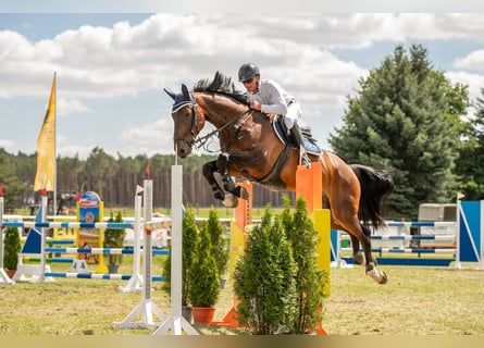 Hannoveraner, Wallach, 7 Jahre, 173 cm, Dunkelbrauner