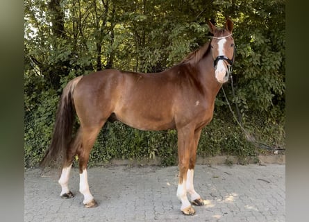 Hannoveraner, Wallach, 7 Jahre, 173 cm, Fuchs