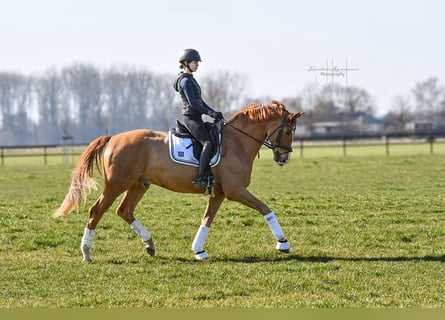 Hannoveraner, Wallach, 7 Jahre, 173 cm, Fuchs