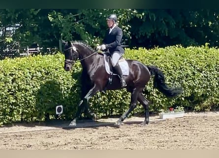 Hannoveraner, Wallach, 7 Jahre, 173 cm, Rappe