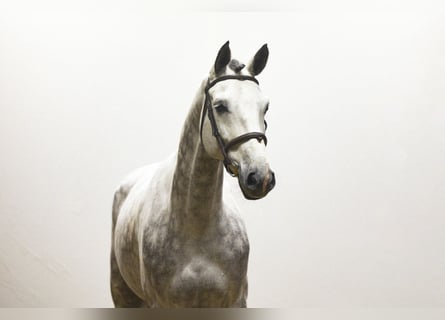 Hannoveraner, Wallach, 7 Jahre, 174 cm, Schimmel