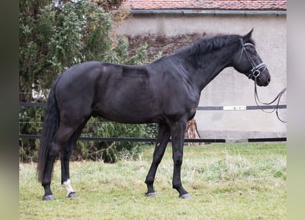 Hannoveraner, Wallach, 7 Jahre, 175 cm, Rappe