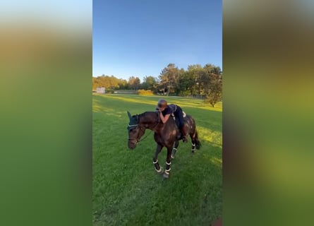 Hannoveraner, Wallach, 7 Jahre, 186 cm, Rappe