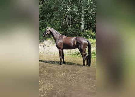 Hannoveraner, Wallach, 7 Jahre, 186 cm, Rappe