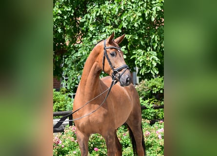 Hannoveraner, Wallach, 7 Jahre, Fuchs