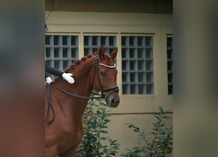 Hannoveraner, Wallach, 8 Jahre, 160 cm, Fuchs