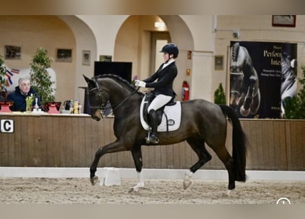 Hannoveraner, Wallach, 8 Jahre, 165 cm, Dunkelbrauner