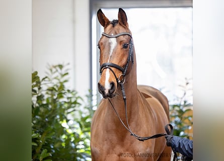 Hannoveraner, Wallach, 8 Jahre, 167 cm, Dunkelbrauner