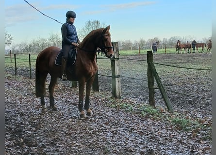 Hannoveraner, Wallach, 8 Jahre, 167 cm, Fuchs
