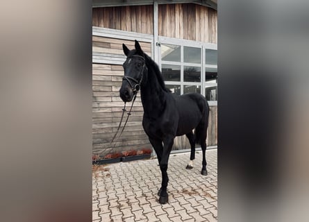 Hannoveraner, Wallach, 8 Jahre, 167 cm, Schwarzbrauner