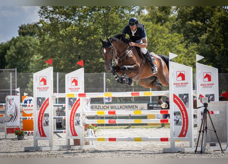Hannoveraner, Wallach, 8 Jahre, 169 cm, Brauner