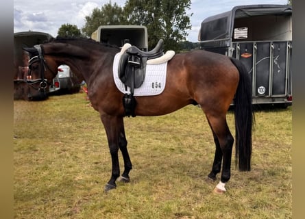 Hannoveraner, Wallach, 8 Jahre, 170 cm, Brauner