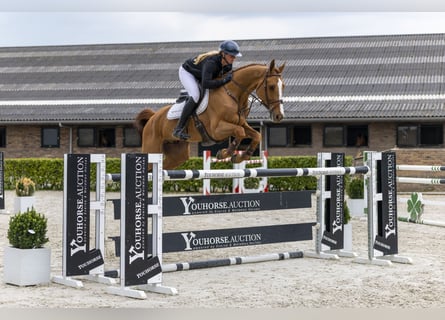 Hannoveraner, Wallach, 8 Jahre, 170 cm, Champagne