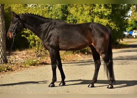 Hannoveraner, Wallach, 8 Jahre, 170 cm, Dunkelbrauner