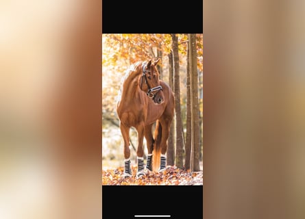 Hannoveraner, Wallach, 8 Jahre, 170 cm, Dunkelfuchs