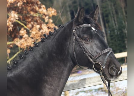 Hannoveraner, Wallach, 8 Jahre, 170 cm, Rappe