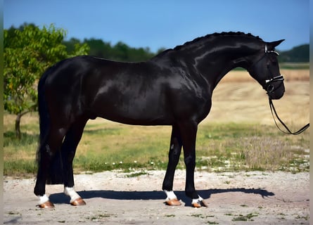 Hannoveraner, Wallach, 8 Jahre, 172 cm, Rappe