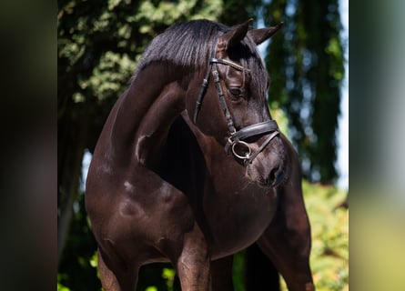 Hannoveraner, Wallach, 8 Jahre, 172 cm, Schwarzbrauner
