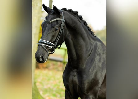 Hannoveraner, Wallach, 8 Jahre, 173 cm