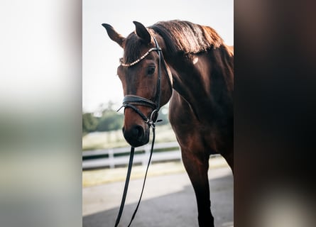 Hannoveraner, Wallach, 8 Jahre, 173 cm, Dunkelbrauner