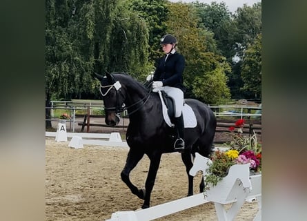 Hannoveraner, Wallach, 8 Jahre, 174 cm, Dunkelbrauner